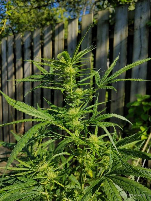 Dragon Punch 🐉👊🍒. Week 18