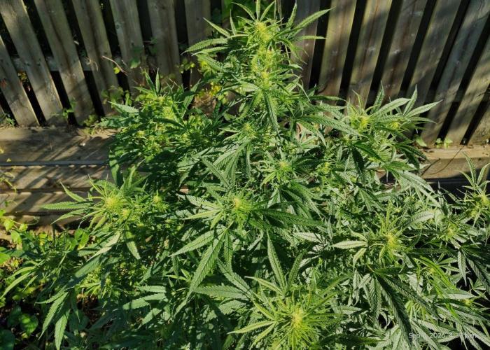 Dragon Punch 🐉👊🍒. Week 18