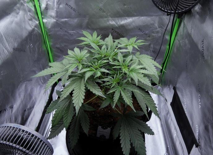 Maverick's Crush - Mephisto. Week 4