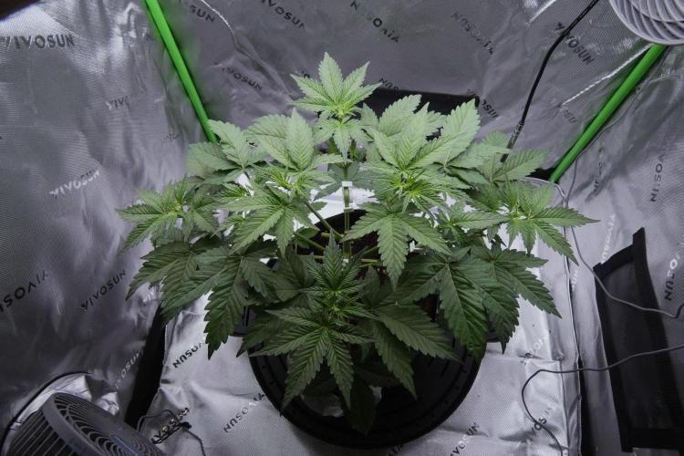 Project Gasoline Krush. Week 5