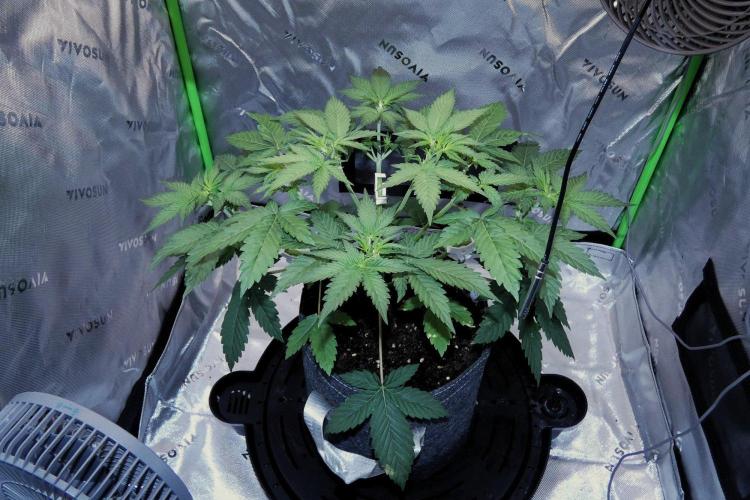 Crush Kush. Week 5
