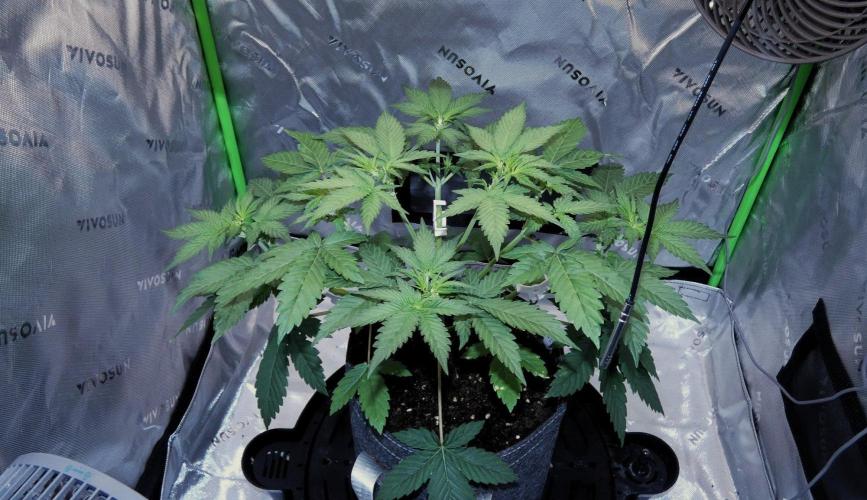 Project Gasoline Krush. Week 5