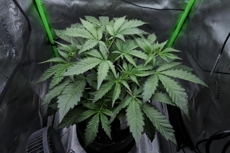 Grape Crinkle - Mephisto. Week 4