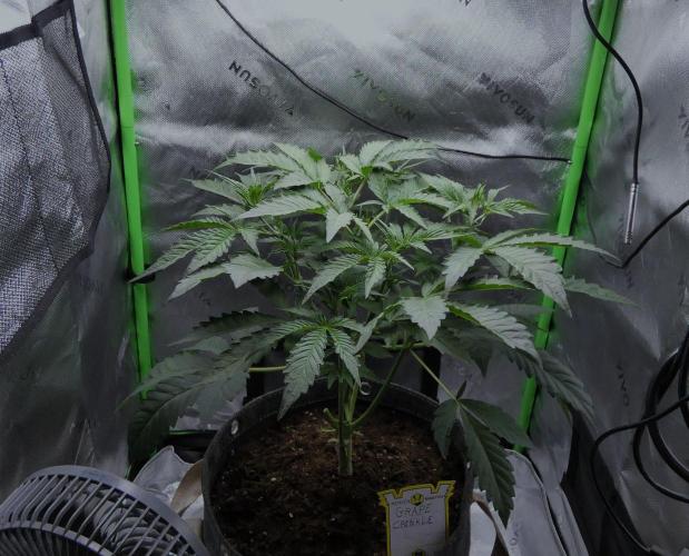 Grape Crinkle - Mephisto. Week 4
