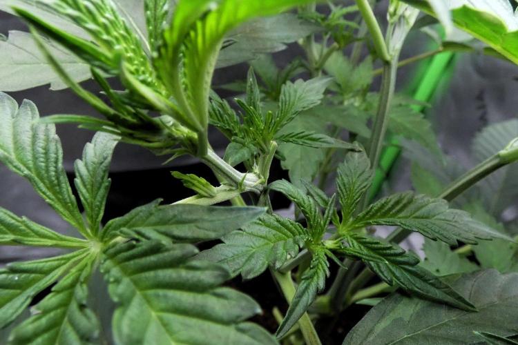 Grape Crinkle - Mephisto. Week 4