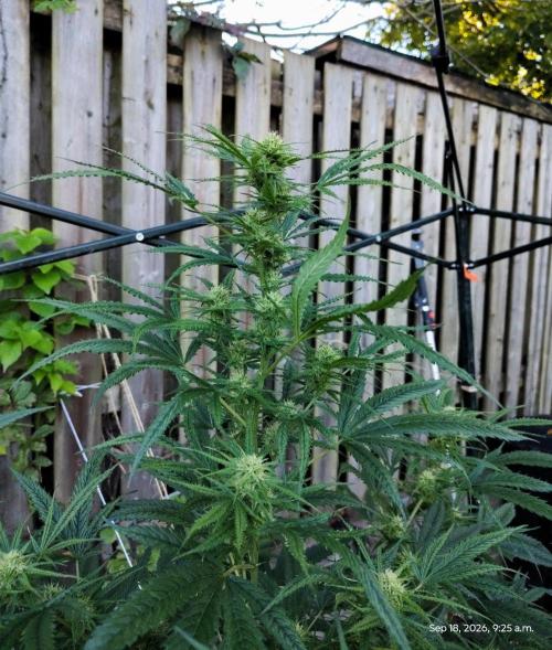 Dragon Punch 🐉👊🍒. Week 19