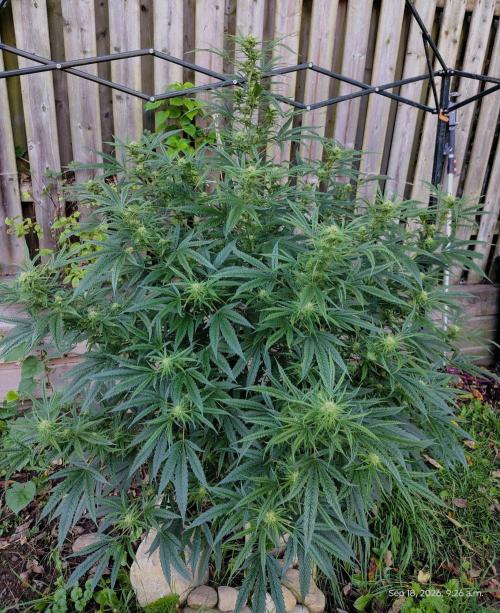 Dragon Punch 🐉👊🍒. Week 19