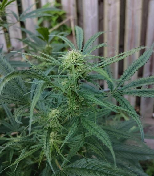 Dragon Punch 🐉👊🍒. Week 19
