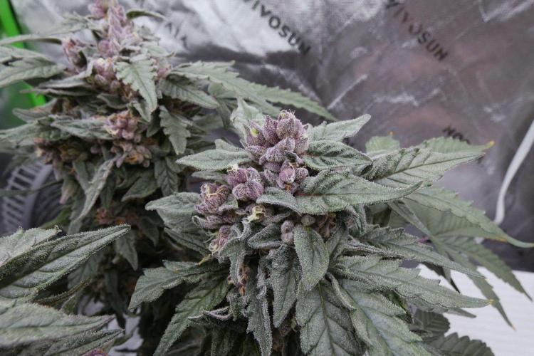 Project "Beverly Krusher" Part 2. Week 0 - Crush Kush Female in Late Flower 