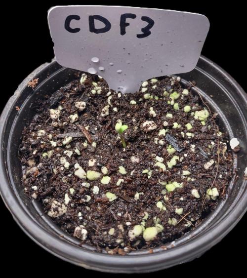 Project "Beverly Krusher" Part 1. Week 0 - CBD Dragon F3
