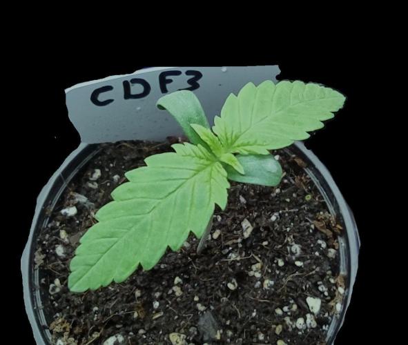 Project "Beverly Krusher" Part 1. Week 1 - CBD Dragon F3 
Day 7