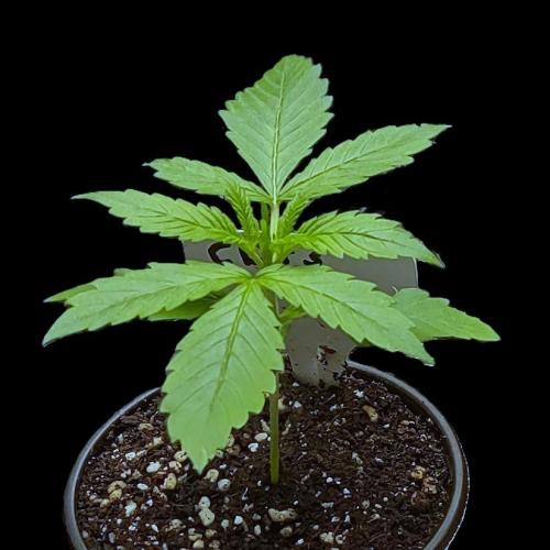 Project "Beverly Krusher" Part 1. Week 2 - CBD Dragon F3 
Day 14