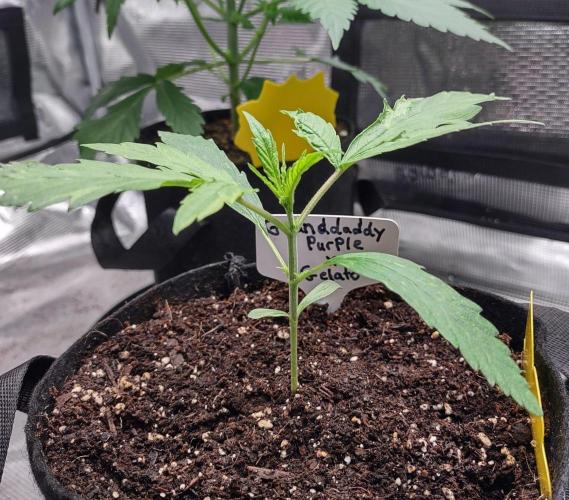 Project "Beverly Krusher" Part 1. Week 2 - Gelato x GDP
Day 14