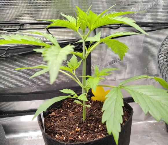 Project "Beverly Krusher" Part 1. Week 3 - Gelato x GDP
Day 21
