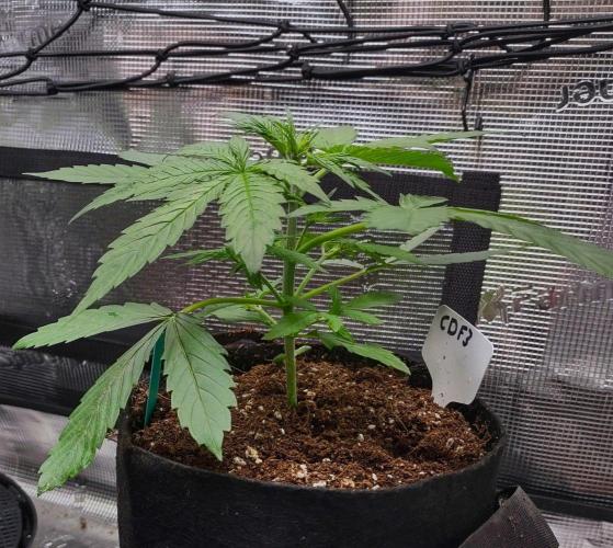 Project "Beverly Krusher" Part 1. Week 3 - CBD Dragon F3
Day 21