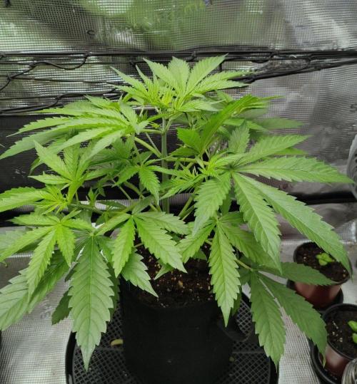 Project "Beverly Krusher" Part 1. Week 4 - CBD Dragon F3
Day 28