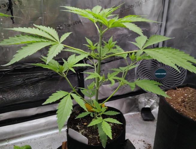 Project "Beverly Krusher" Part 1. Week 4 - Gelato x GDP
Day 28