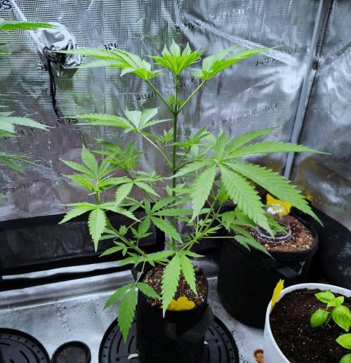 Project "Beverly Krusher" Part 1. Week 5 - Gelato x GDP
Day 35