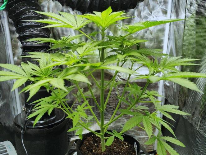 Project "Beverly Krusher" Part 1. Week 5 - CBD Dragon F3
Day 35