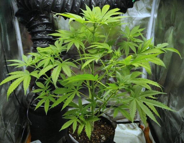 Project "Beverly Krusher" Part 1. Week 6 - CBD Dragon F3
Day 42
