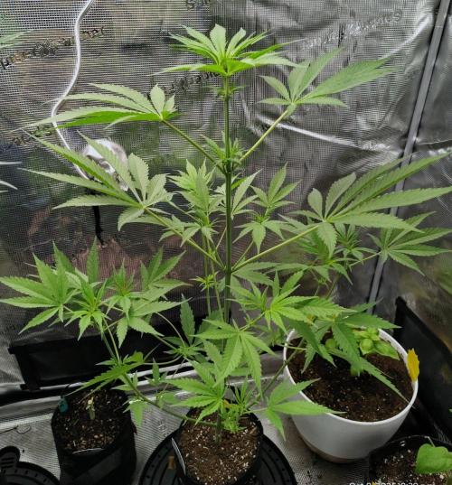 Project "Beverly Krusher" Part 1. Week 6 - Gelato x GDP
Day 42