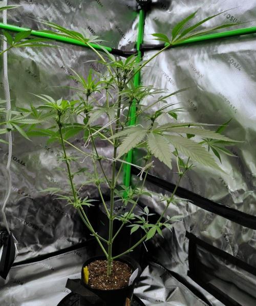 Project "Beverly Krusher" Part 1. Week 7 - Gelato x GDP
Day 49