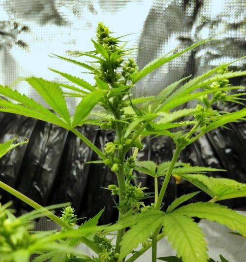 Project "Beverly Krusher" Part 1. Week 7 - CBD Dragon F3
Day 49