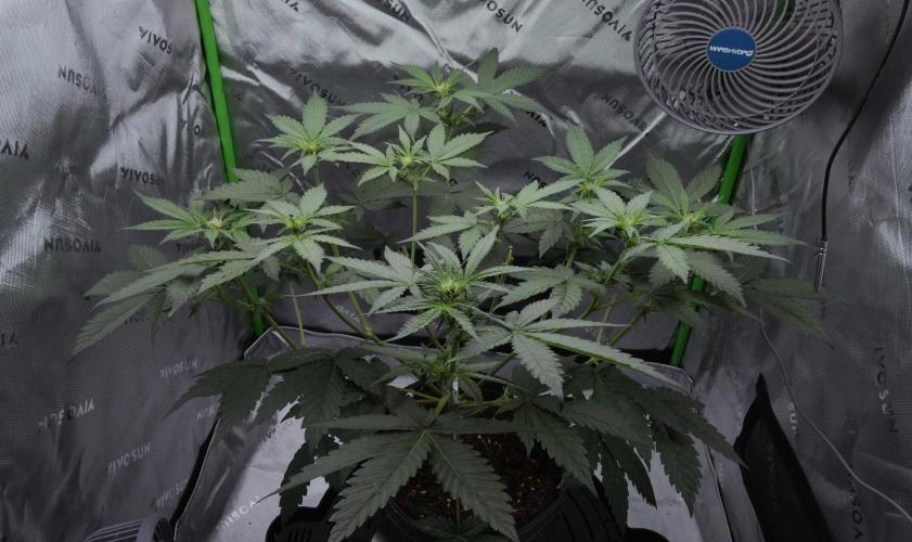 Project "Beverly Krusher" Part 2. Week 6