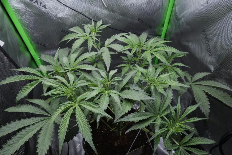 Grape Crinkle - Mephisto. Week 5