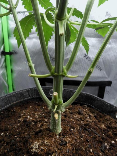 Grape Crinkle - Mephisto. Week 5