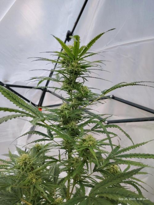 Dragon Punch 🐉👊🍒. Week 20