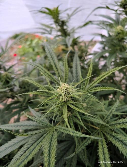 Dragon Punch 🐉👊🍒. Week 20