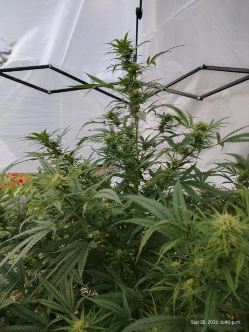 Dragon Punch 🐉👊🍒. Week 20