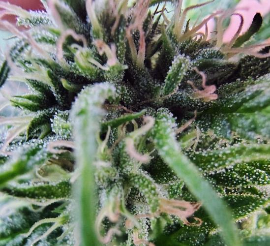 Dragon Punch 🐉👊🍒. Week 20