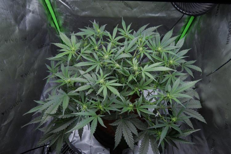 Maverick's Crush - Mephisto. Week 6