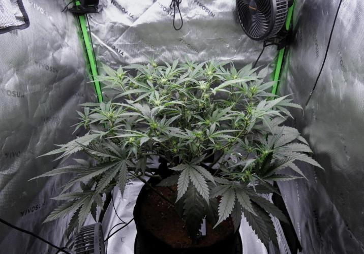 Maverick's Crush - Mephisto. Week 6