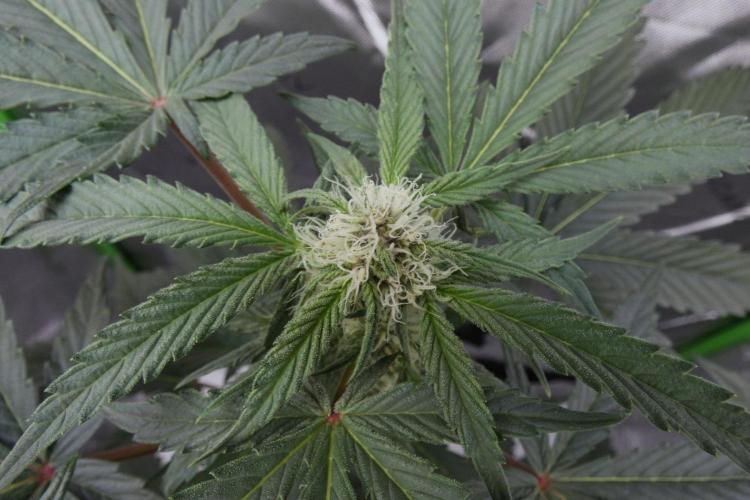 Project "Beverly Krusher" Part 2. Week 7 - Freakshow IBL
Pollinated
