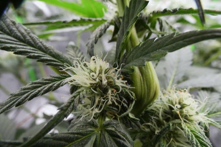 Project "Beverly Krusher" Part 2. Week 7 - 2-stroke lemonade
pollinated