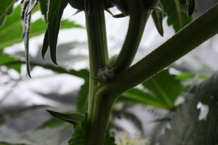 Project "Beverly Krusher" Part 2. Week 7 - 2-stroke lemonade
pollinated