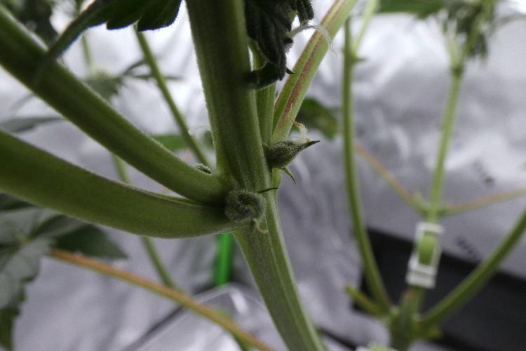 Project "Beverly Krusher" Part 2. Week 7 - 2-stroke lemonade
pollinated