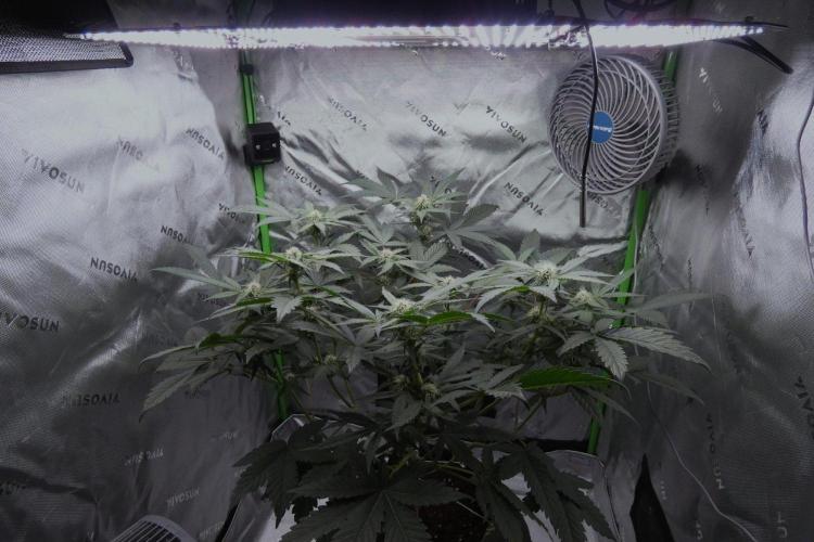 Project "Beverly Krusher" Part 2. Week 7