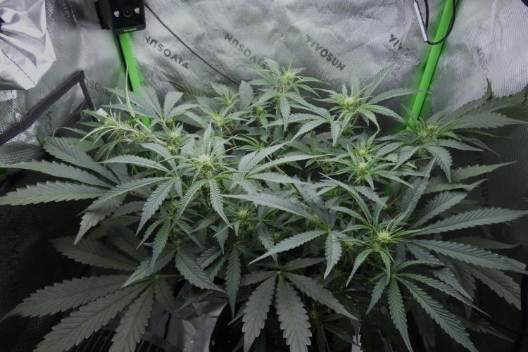 Grape Crinkle - Mephisto. Week 6