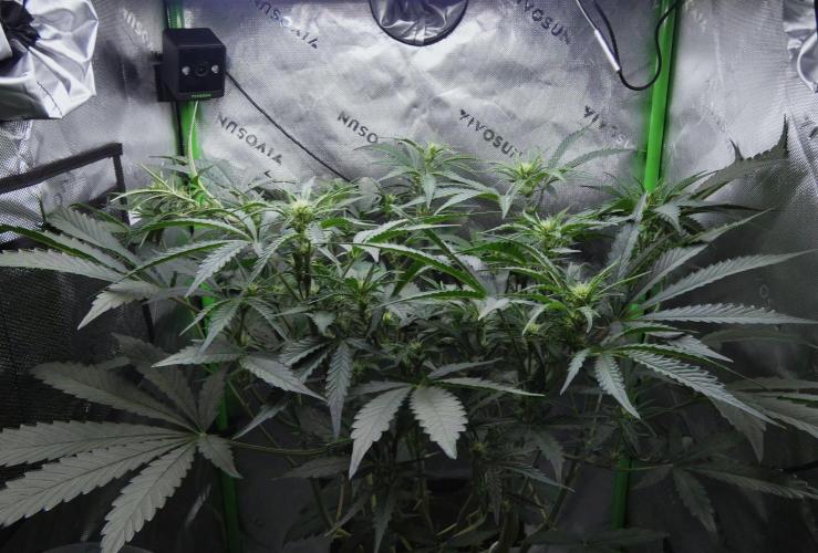 Grape Crinkle - Mephisto. Week 6