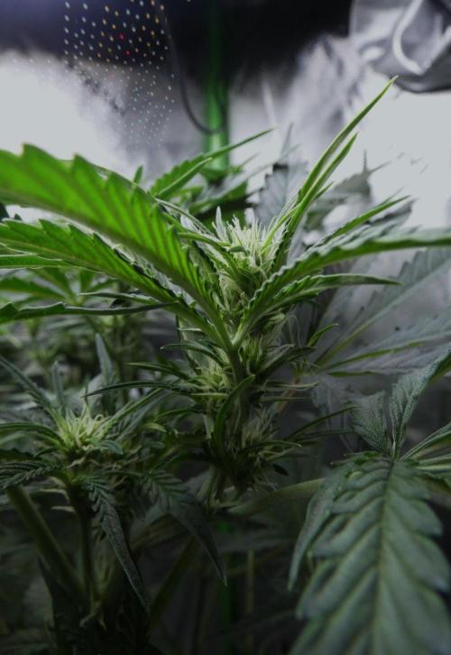 Grape Crinkle - Mephisto. Week 6
