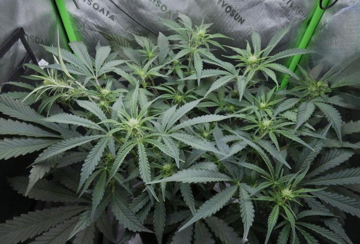 Grape Crinkle - Mephisto. Week 6