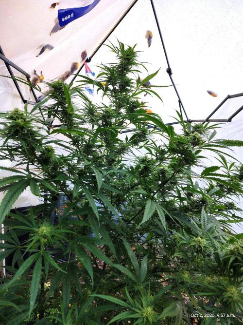 Dragon Punch 🐉👊🍒. Week 21