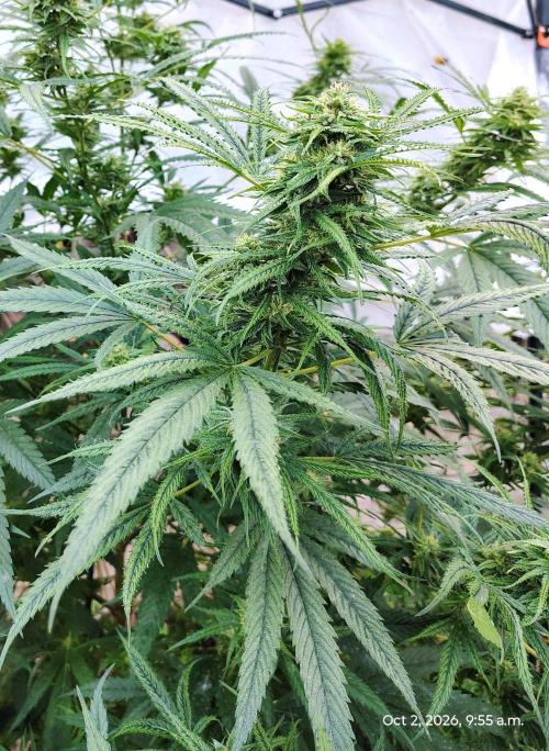 Dragon Punch 🐉👊🍒. Week 21