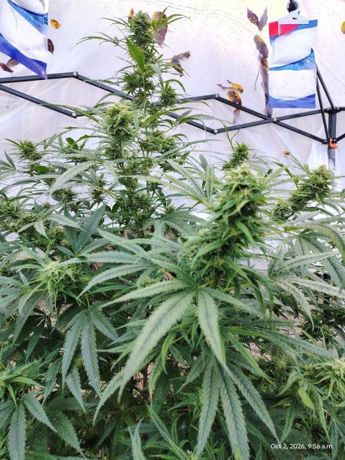 Dragon Punch 🐉👊🍒. Week 21