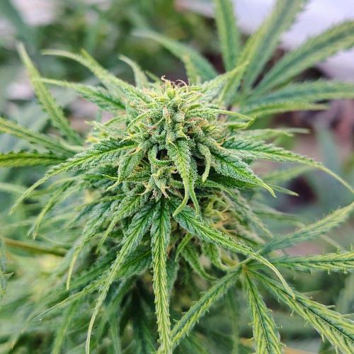 Dragon Punch 🐉👊🍒. Week 21