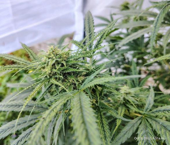 Dragon Punch 🐉👊🍒. Week 21